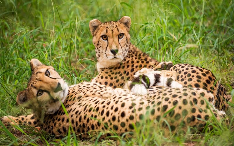 Travel & Vacations Online Competitions South Africa: Win a Cheetah Run and Guided Tour for Two. Hosted by Giving More.