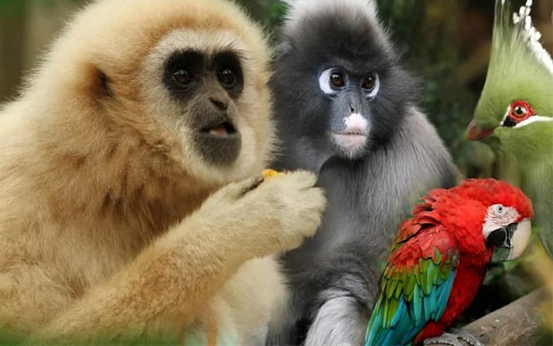 Travel & Vacations Online Competitions South Africa: Win a voucher for two to visit all SAASA sanctuaries. Hosted by Giving More.