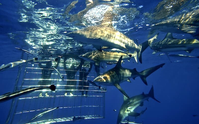 Movies & Entertainment Online Giveaways South Africa: Win a Shark Cage Dive with Photos and DVD. Hosted by Giving More.