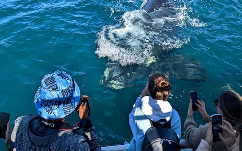 Travel & Vacations Online Giveaways South Africa: Win a Whale Cruise for Two with Hermanus Whale Cruises. Hosted by Non.