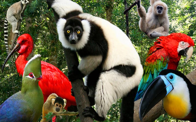 Travel & Vacations Online Competitions South Africa: Win a voucher for two people to visit Monkeyland, Birds Of Eden, and Jukani Wildlife Sanctuary. Hosted by Giving More.