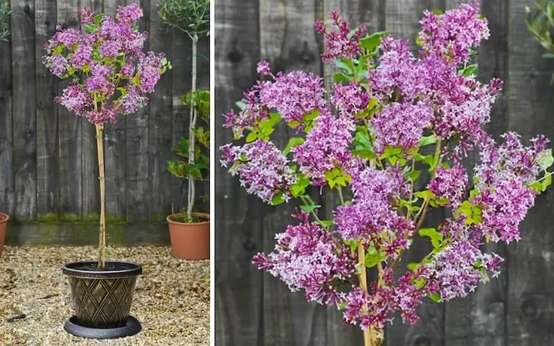 Home & Garden Online Competitions UK: Win 2 Standard Lilac 2 Litre Potted Plants worth over £50. Hosted by Woman Magazine.