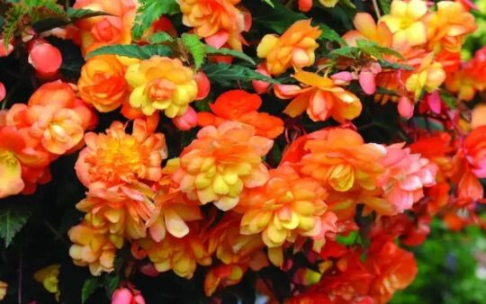 Home & Garden Online Giveaways UK: Win 60 Begonia Apricot Shades Plants. Hosted by Woman Magazine.