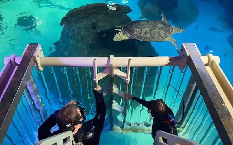 Recreational Online Giveaways UK: Win a VIP Snorkelling with Sharks Experience at SEA LIFE Manchester. Hosted by Woman Magazine.